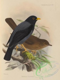 birds-17557 - merula flavipes [2636x3485]
