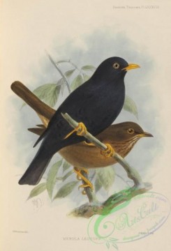 birds-17566 - merula leucops [2520x3702]