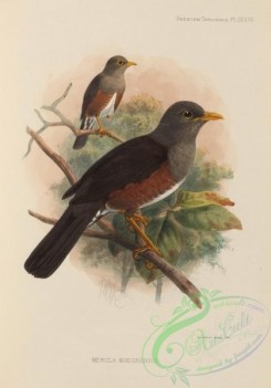 birds-17570 - merula mindorensis [2573x3676]