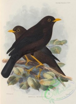 birds-17572 - merula nigrescens [2655x3599]