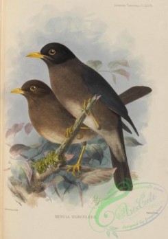 birds-17574 - merula nigropileus [2625x3720]