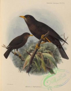birds-17577 - merula papuensis [2769x3533]