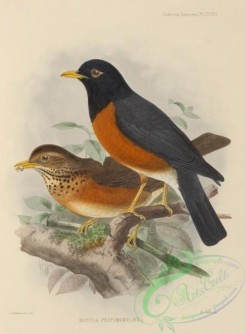 birds-17581 - merula protomomelaena [2578x3512]