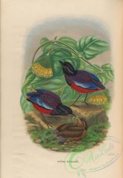 birds-17722 - Black-and-crimson Pitta [3948x5672]