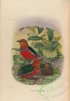 birds-17725 - Blue-banded Pitta [3948x5672]