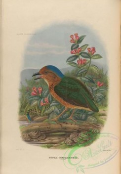 birds-17726 - Blue-naped Pitta, 2 [3948x5664]