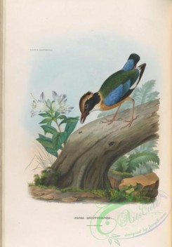 birds-17729 - Blue-winged Pitta [3948x5664]