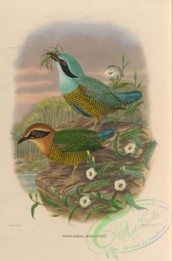 birds-17733 - eucichla ellioti [3780x5688]