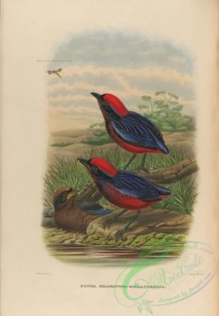 birds-17738 - Garnet Pitta [3948x5672]