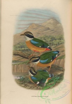 birds-17740 - Indian Pitta [3948x5672]