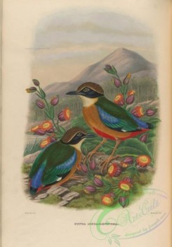 birds-17742 - Mangrove Pitta [3944x5651]