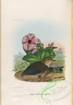 birds-17745 - pitta caerulia, 2 [3950x5664]
