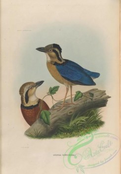 birds-17746 - pitta caerulia [3948x5664]