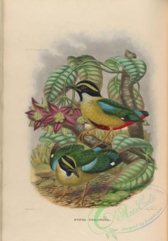 birds-17748 - pitta coronata [3948x5664]