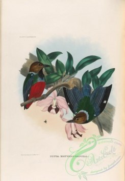 birds-17750 - pitta erythrogastra [3948x5672]