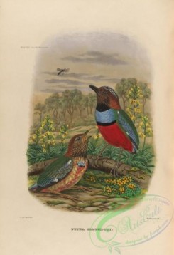 birds-17755 - pitta mackloti [3876x5656]