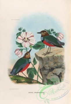birds-17769 - Sulawesi Pitta [3876x5656]