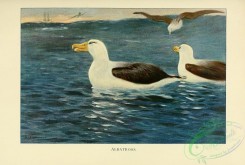 birds-19633 - Albatross [3102x2087]