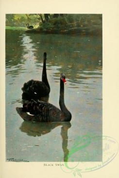 birds-19635 - Black Swan [2087x3108]