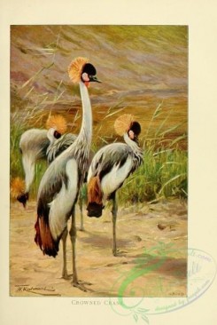 birds-19636 - Crowned Crane [2087x3108]