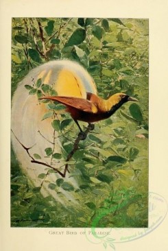 birds-19638 - Great Bird of Paradise [2087x3108]