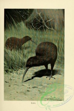 birds-19639 - Kiwi [2087x3108]