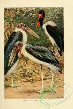 birds-19641 - Marabou, Jabiru [2087x3108]