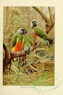 birds-19643 - Senegal Parrot [2087x3108]