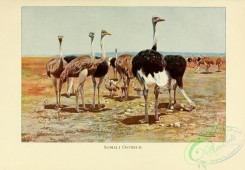 birds-19645 - Somali Ostrich [3102x2153]