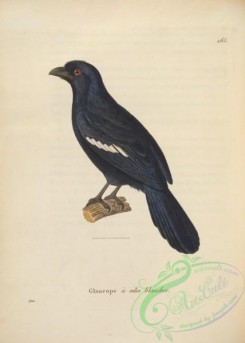 birds-19976 - Black Magpie [4901x6865]