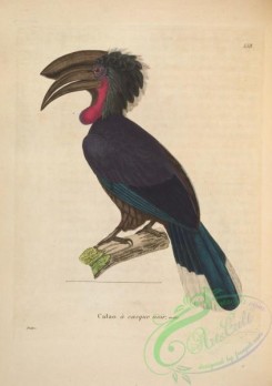 birds-19978 - Black-casqued Hornbill [4822x6835]