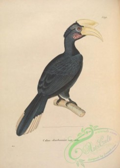 birds-19986 - buceros antracicus [4901x6865]