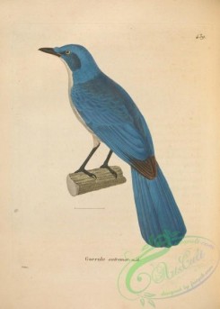 birds-19995 - carrulus ultramarinus [4901x6865]