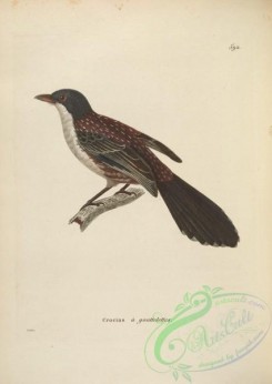 birds-20000 - crocias guttatus [5079x7160]