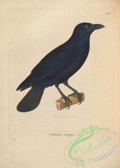 birds-20001 - Cuban Crow [4901x6865]