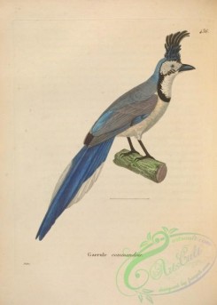 birds-20009 - garrula gubernatrix [4901x6865]