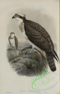 birds-37566 - 234-Pandion haliaetus, Osprey