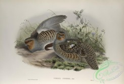 birds-37741 - 443-Perdix cinerea, Partridge