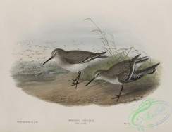 birds-37797 - 500-Pelinda cinclus, (Winter plumage), Dunlin (winter plumage)