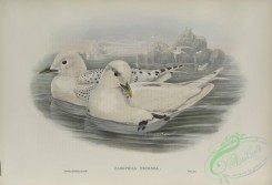 birds-37878 - 585-Pagophila eburnea, Ivory Gull