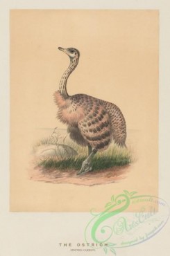 birds-42419 - Ostrich, struthio camelus