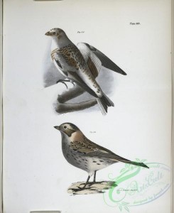birds-43045 - 1335-158, The White Snowbird (Pletrophanes nivalis), 159, The Lapland Snowbird (Plectrophanes lapponica)