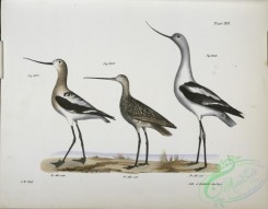 birds-43077 - 1368-227, The American Avoset (Recurvirostra americana), 228, The Marlin (Limosa fedoa), 229, The American Avoset (Recurvirostra americana)