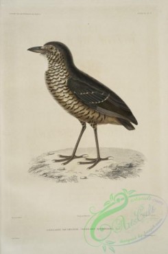 birds-43126 - 2212-Grallarie squamigere, Grallaria squamigera