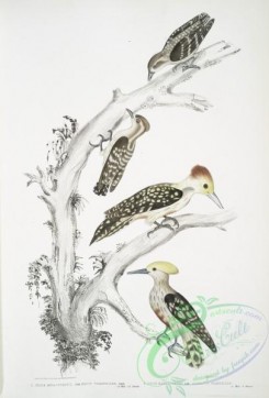 birds-43153 - 2508-1, Brown Woodpecker, Picus Molluccensis, Male and Female, 2, Mahratta Woodpecker, Picus Mahrattensis, Male and Female
