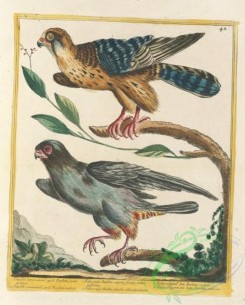birds-43443 - 043-falco vulgo barletta