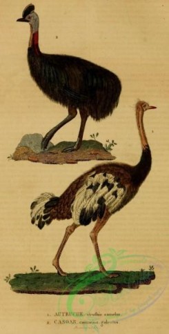 birds-43524 - Ostrich, Southern Cassowary
