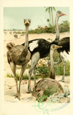 birds-43529 - Ostrich