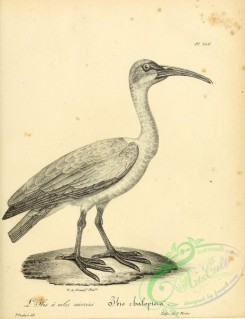birds_bw-00593 - 080-ibis chaloptera