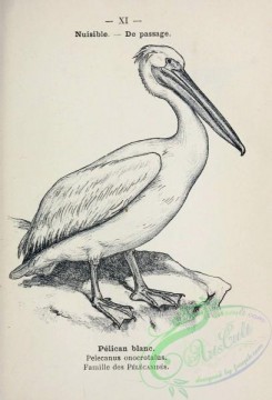 birds_bw-01643 - 011-Great White Pelican, pelecanus onocrotalus